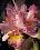 An Orchid For You